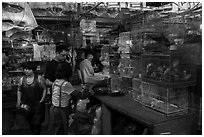 Caged birds for sale at Bird and Insect Market. Shanghai, China ( black and white)