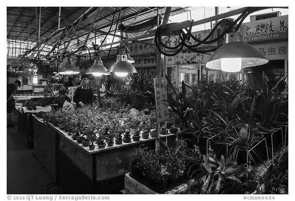 Plants for sale at Bird and Insect Market. Shanghai, China (black and white)