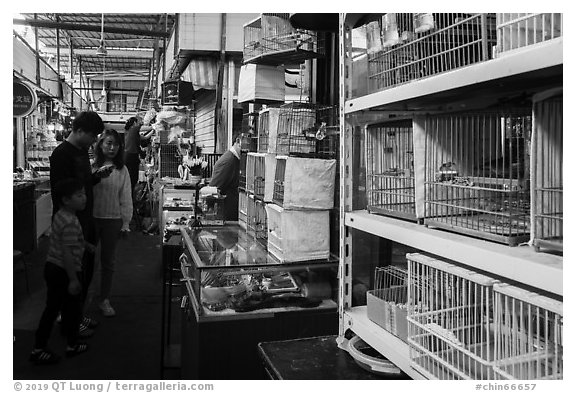 Family shopping at Bird and Insect Market. Shanghai, China (black and white)