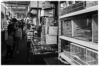 Family shopping at Bird and Insect Market. Shanghai, China ( black and white)