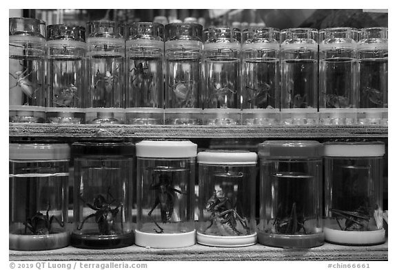 Live insects for sale. Shanghai, China (black and white)