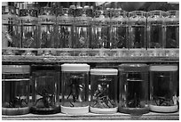 Live insects for sale. Shanghai, China ( black and white)