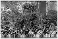 Plants and forest mural photograph, Taoyuan Airport. Taiwan (black and white)