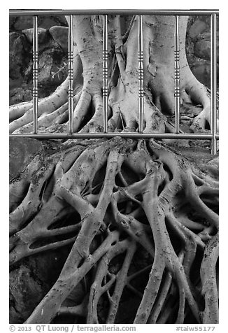 Roots and fence, Guandu Temple. Taipei, Taiwan (black and white)