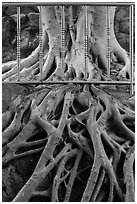 Roots and fence, Guandu Temple. Taipei, Taiwan (black and white)