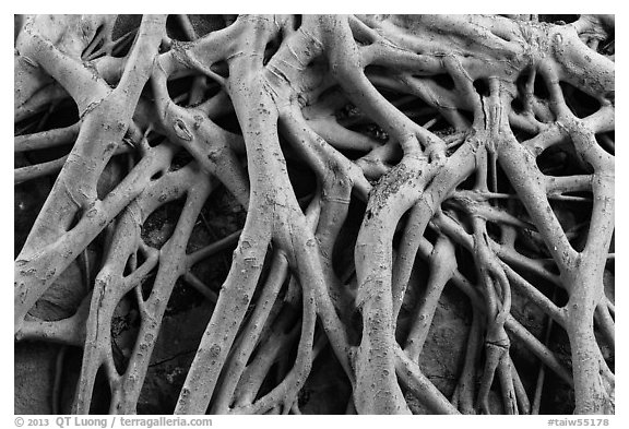 Roots on ground of Guandu Temple. Taipei, Taiwan (black and white)