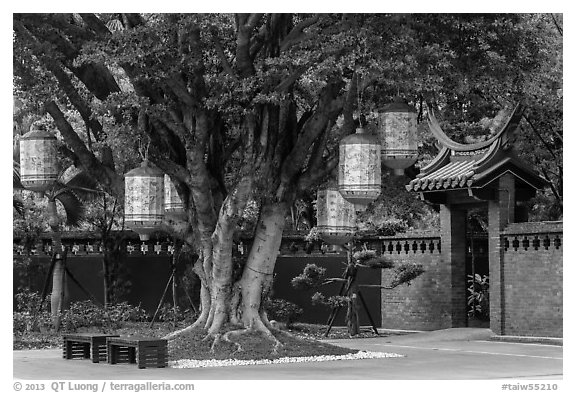 Lanterns hanging from tree, Confuscius Temple. Taipei, Taiwan (black and white)