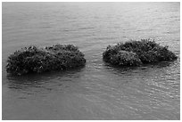 Floating rafts for cultivation. Sun Moon Lake, Taiwan (black and white)