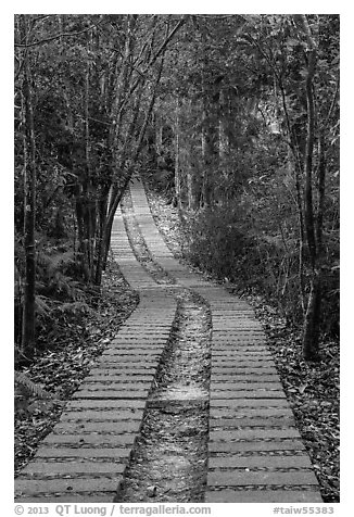 Paved path in forest. Sun Moon Lake, Taiwan (black and white)