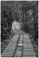 Paved path in forest. Sun Moon Lake, Taiwan ( black and white)