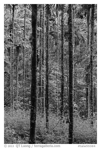 Trees in forest. Sun Moon Lake, Taiwan (black and white)