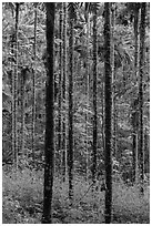 Trees in forest. Sun Moon Lake, Taiwan ( black and white)