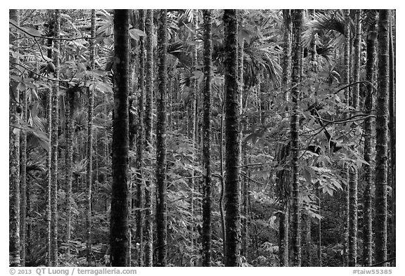 Dense forest with green leaves. Sun Moon Lake, Taiwan (black and white)