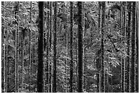 Dense forest with green leaves. Sun Moon Lake, Taiwan ( black and white)