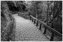 Path on Shabalan Mountain. Sun Moon Lake, Taiwan ( black and white)