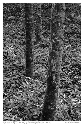 Mossy trees and undergrowth with flowers. Sun Moon Lake, Taiwan (black and white)