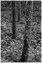 Mossy trees and undergrowth with flowers. Sun Moon Lake, Taiwan ( black and white)