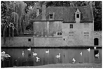 Swans, begijnhuisje, and canal. Bruges, Belgium ( black and white)
