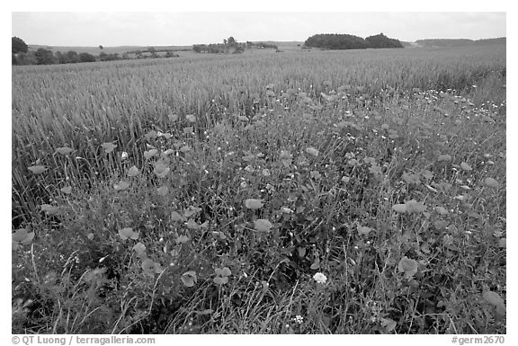 Field of red poppies. Bavaria, Germany