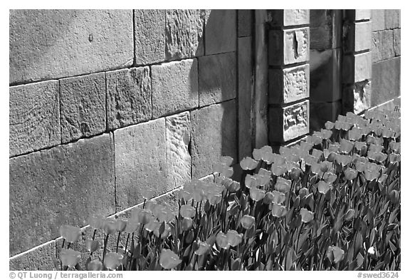 Tulips and wall, royal residence of Drottningholm. Sweden (black and white)