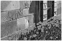 Tulips and wall, royal residence of Drottningholm. Sweden ( black and white)