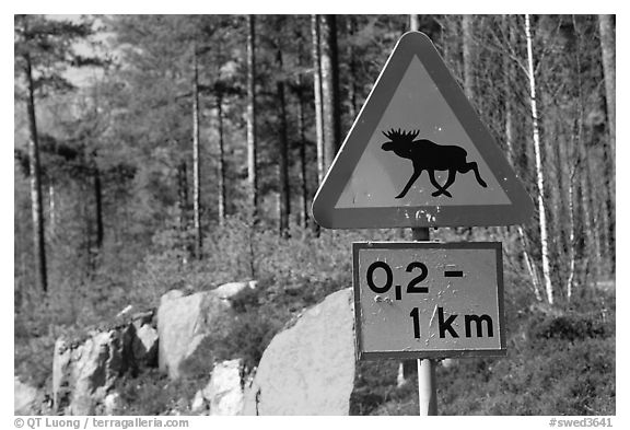 Moose crossing sign. Central Sweden (black and white)