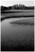 Pond. Gotaland, Sweden ( black and white)