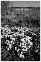 Yellow flowers on a lakeshore. Central Sweden ( black and white)