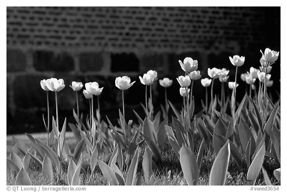 Tulips. Gotaland, Sweden (black and white)