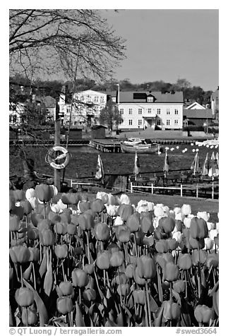 River and tulips, Vastervik. Gotaland, Sweden