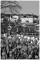 River and tulips, Vastervik. Gotaland, Sweden ( black and white)