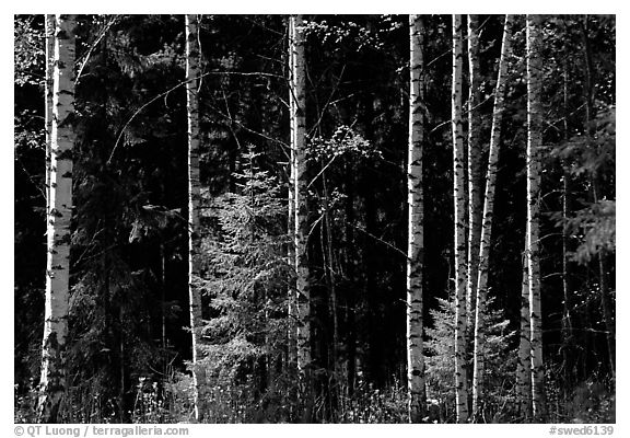 Aspen trees. Central Sweden