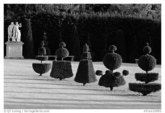 Hedged trees, Versailles palace gardens. France (black and white)