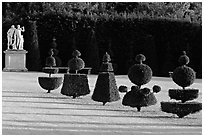 Hedged trees, Versailles palace gardens. France (black and white)
