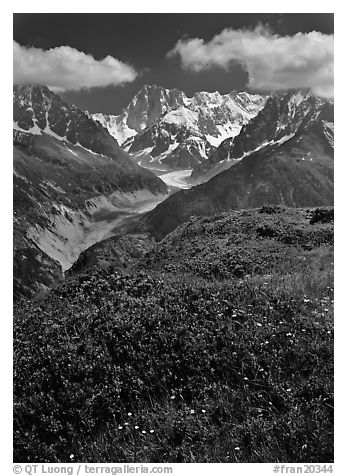 Meadow with wildflowers with Grandes Jorasses in the background, Chamonix. France (black and white)