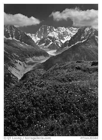 Meadow with wildflowers with Grandes Jorasses in the background, Chamonix. France