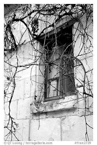 Window with dried grapes. Loire Valley, France (black and white)