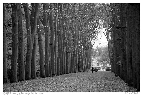 Sycamores, alley leading to Chenonceaux chateau. Loire Valley, France (black and white)