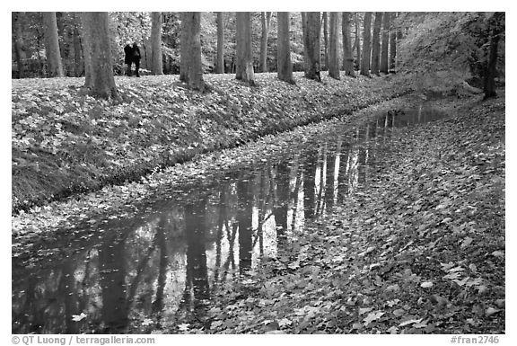 Sycamores along the alley leading to Chenonceaux chateau. Loire Valley, France