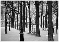 Small Park on ile de la Cite. Paris, France ( black and white)