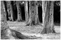 Trees in Palace Gardens, Fontainebleau Chateau. France ( black and white)