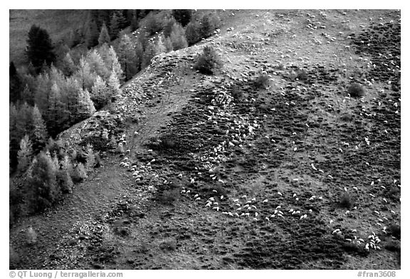 Herd of sheep on mountainside. Maritime Alps, France (black and white)