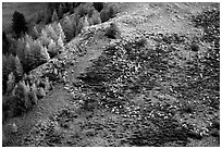 Herd of sheep on mountainside. Maritime Alps, France (black and white)