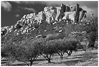 Olive trees and clifftop village, Les Baux-de-Provence. Provence, France (black and white)