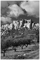 Olive orchard and village perched on cliff, Les Baux-de-Provence. Provence, France (black and white)