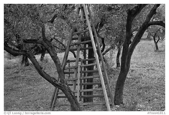 Ladders in olive tree orchard, Les Baux-de-Provence. Provence, France (black and white)