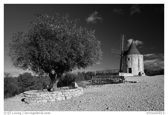 Olive tree and Alphonse Daudet windmill, Fontvielle. Provence, France (black and white)