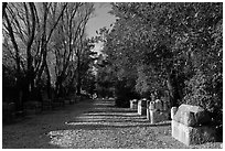 Roman Necropolis of Alyscamps. Arles, Provence, France ( black and white)