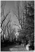 Path lined with tombs, Alyscamps. Arles, Provence, France ( black and white)