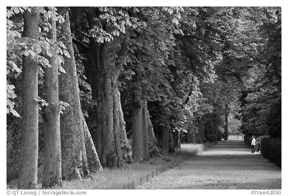 Forested alley, Fontainebleau Palace. France (black and white)